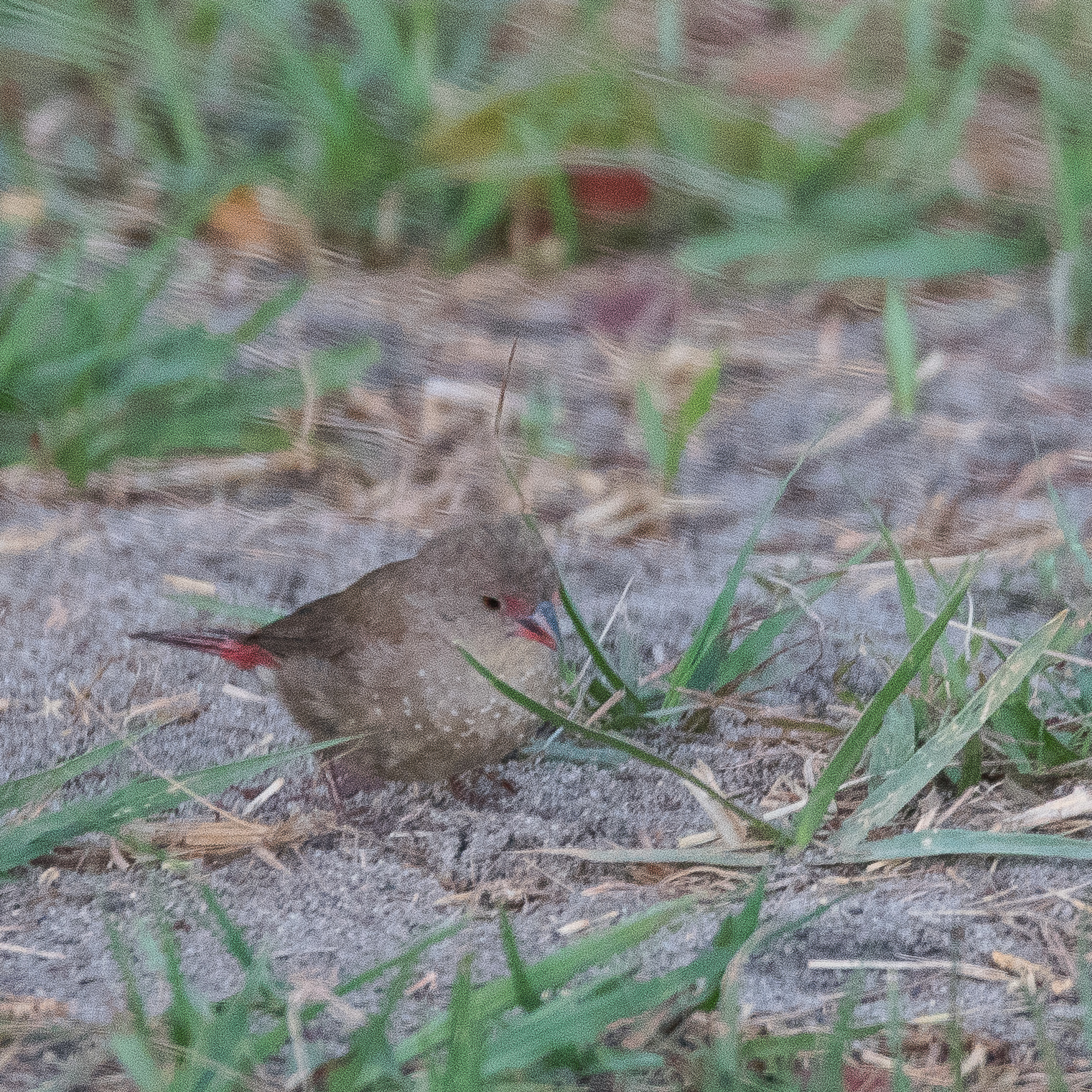 Amarante du Sénégal (Red-billed firefinch, Lagonosticta senegala), femelle adulte atypique, Shinde, Delta de l'Okavango, Botswana-7445